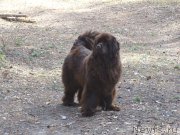 Превью фото № 224170