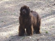 Превью фото № 224171