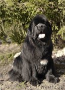 Превью фото № 224185