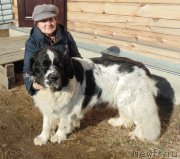 Превью фото № 224274