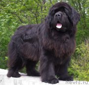 Превью фото № 224305