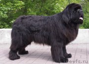 Превью фото № 224306