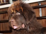 Превью фото № 224389