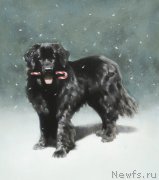 Превью фото № 224405