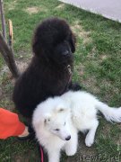 Превью фото № 224430