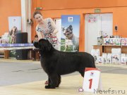 Превью фото № 224536