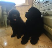 Превью фото № 224545