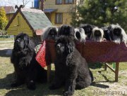 Превью фото № 224574