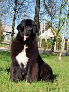 Превью фото № 224654