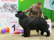 Превью фото № 224718