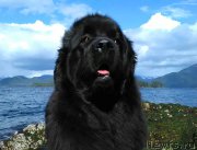 Превью фото № 224730