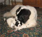 Превью фото № 22477