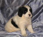 Превью фото № 22478