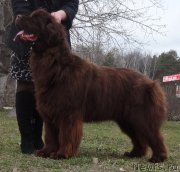 Превью фото № 224785