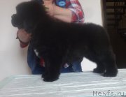 Превью фото № 224825