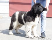 Превью фото № 224835