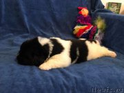 Превью фото № 224858