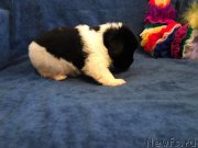 Превью фото № 224860