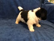 Превью фото № 224861