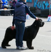 Превью фото № 224910
