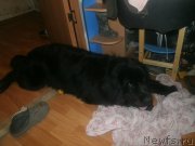 Превью фото № 224936