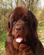 Превью фото № 224947