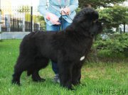 Превью фото № 225004