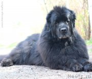 Превью фото № 225092