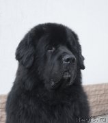 Превью фото № 225172