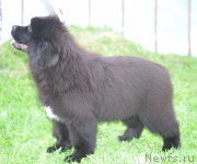 Превью фото № 225179