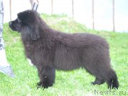 Превью фото № 225181