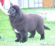 Превью фото № 225182