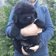 Превью фото № 225199