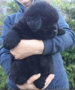 Превью фото № 225202