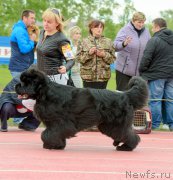 Превью фото № 225217