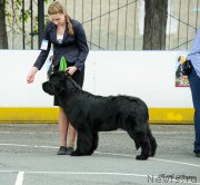 Превью фото № 225225