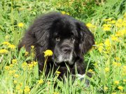 Превью фото № 225314