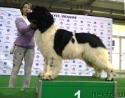 Превью фото № 225324