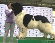 Превью фото № 225325