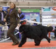 Превью фото № 225336