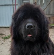 Превью фото № 225338