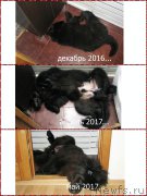 Превью фото № 225361