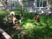 Превью фото № 225370