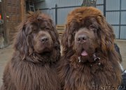 Превью фото № 225401