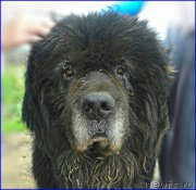 Превью фото № 225424