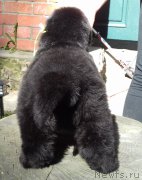 Превью фото № 225426