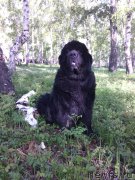 Превью фото № 225445