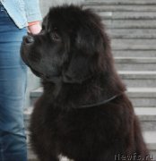 Превью фото № 225446