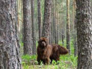 Превью фото № 225480