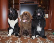 Превью фото № 225514